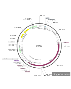 pBUN6I11-AtU6-FPA-sgRNA1-35S-Cas9