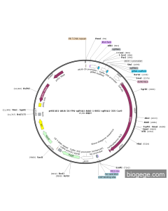 pHSE401-AtU6-26-FPA-sgRNA1-AtU6-1-BRI1-sgRNA1-35S-Cas9