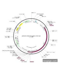 pHSN6I01-AtU6-FPA-sgRNA1-35S-Cas9
