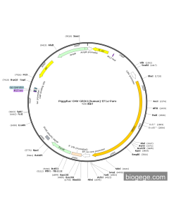 PiggyBac-CMV-GRIK1(human)-EF1a-Puro
