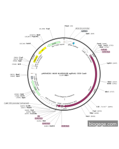 pHSN6I01-AtU6-ALKBH10B-sgRNA1-35S-Cas9