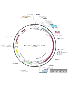 pHEE401E-FPA-sgRNA1-FPA-sgRNA2