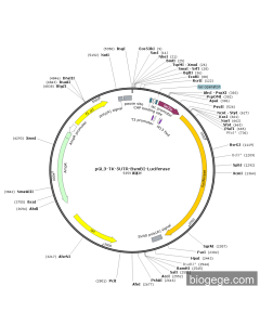 pGL3-TK-5UTR-BsmBI-Luciferase