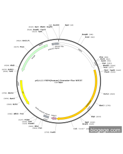 pGL4.11-PSPH(human)-Promoter-Fluc-hPEST