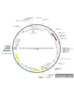 pLKO-H1-2O2-Dhx15(mouse)-shRNA3-hPGK-TetR-PGK-Puro