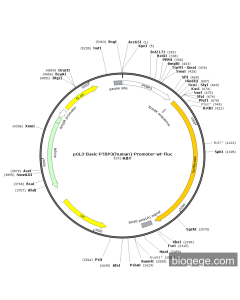 pGL3-Basic-PTBP3(human)-Promoter-wt-Fluc