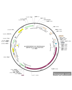 pLentiCRISPRV2-U6-TBX2(human)-sgRNA3-EF1a-Cas9-P2A-Puro