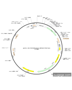 pLKO.1-U6-FOXO3(human)-shRNA2-PGK-Puro