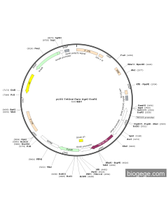 pLVX-TetOne-Puro-AgeI-EcoRI
