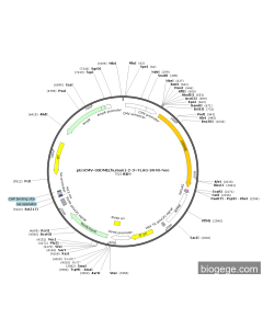 pEnCMV-GSDME(human)-2-3×FLAG-SV40-Neo