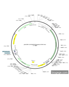 pEnCMV-LINC00922(human)-SV40-Neo