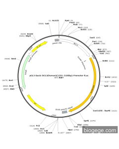 pGL3-Basic-BCL3(human)(1201-2100bp)-Promoter-Fluc