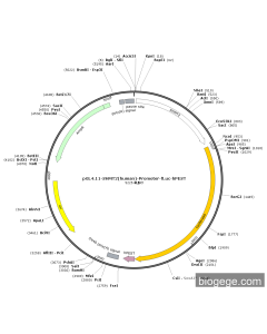 pGL4.11-SHMT2(human)-Promoter-Fluc-hPEST