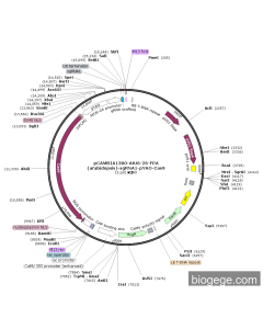 pCAMBIA1300-AtU6-26-FPA(arabidopsis)-sgRNA1-pYAO-Cas9