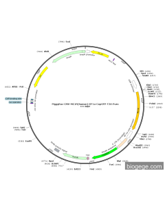 PiggyBac-CMV-MC1R(human)-EF1a-CopGFP-T2A-Puro