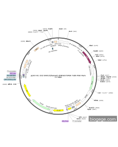pLKO-H1-2O2-DHX15(human)-shRNA3-hPGK-TetR-PGK-Puro