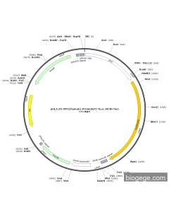 pGL4.20-MYC(human)-Promoter2-Fluc-SV40-Neo