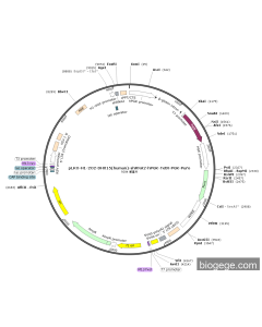 pLKO-H1-2O2-DHX15(human)-shRNA2-hPGK-TetR-PGK-Puro