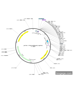 pATU6-1-FPA(arabidopsis)-sgRNA2