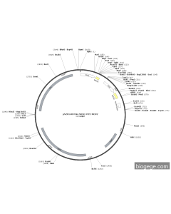 pNZ8148-Pnis-MCS1-P32-MCS2