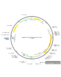 PiggyBac-CMV-HTR2C(human)-EF1a-Puro