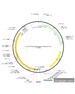 pJL-CYP7A1(human)(25-504aa)-6×His