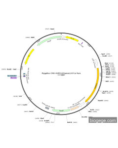 PiggyBac-CMV-AVPR1A(human)-EF1a-Puro