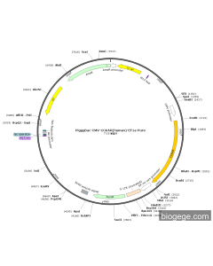 PiggyBac-CMV-CCKAR(human)-EF1a-Puro