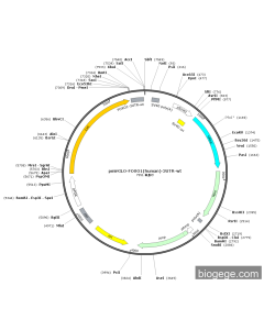 pmirGLO-FOXO1(human)-3UTR-wt