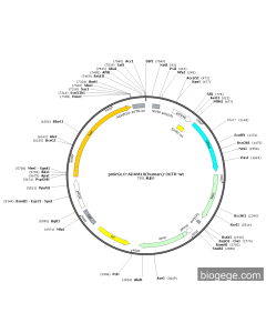 pmirGLO-ADAM10(human)-3UTR-wt