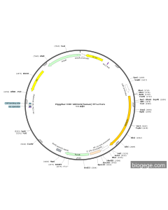 PiggyBac-CMV-ADRA2A(human)-EF1a-Puro