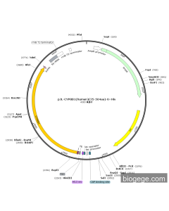 pJL-CYP8B1(human)(25-504aa)-6×His