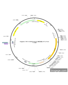 PiggyBac-CMV-CCKBR(human)(1synonymous mutations)-EF1a-Puro