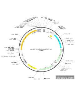 pmirGLO-ADAM10(human)-3UTR-mut