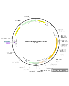 PiggyBac-CMV-HRH1(human)-EF1a-Puro