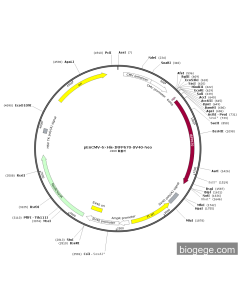 pEnCMV-6×His-IRFP670-SV40-Neo