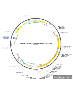 PiggyBac-CMV-GRIN1(human)(2synonymous mutations)-EF1a-Puro