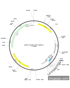 pAtU6-26-tRNA-FPA-sgRNA1