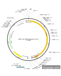 pBiFC-HA-NEDD4L(human)-VC155