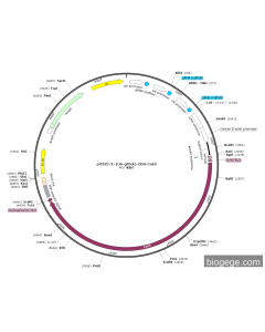 pX333-3×(U6-gRNA)-CBH-Cas9