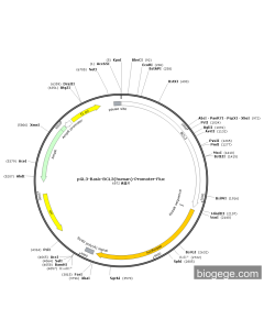 pGL3-Basic-BCL3(human)-Promoter-Fluc