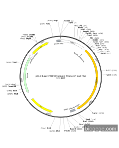 pGL3-Basic-PTBP3(human)-Promoter-mut-Fluc