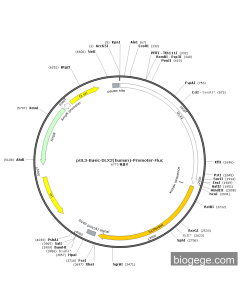 pGL3-Basic-DLX2(human)-Promoter-Fluc