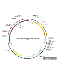 pGEX-4T1-6×His-P19-PNAseIII-T7-Gene1-Linker-Gene2
