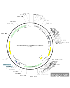 pEnCMV-CRIM1(rat)-circRNA5257-SV40-Neo