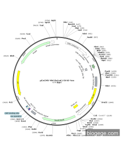 pEnCMV-mir18a(rat)-SV40-Neo