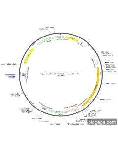 PiggyBac-CMV-CHRNA1(human)-EF1a-Puro