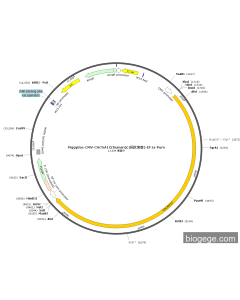 PiggyBac-CMV-CACNA1C(human)(1synonymous mutations)-EF1a-Puro