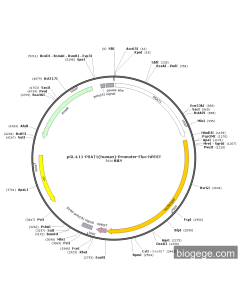 pGL4.11-PSAT1(human)-Promoter-Fluc-hPEST