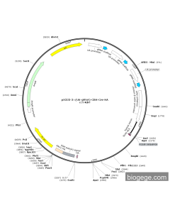 pX333-3×(U6-gRNA)-CBH-Cre-HA